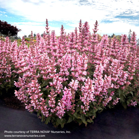 Agastache 'Pink Pearl'