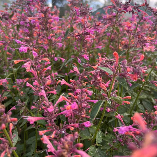 Agastache 'Salmon Pink'