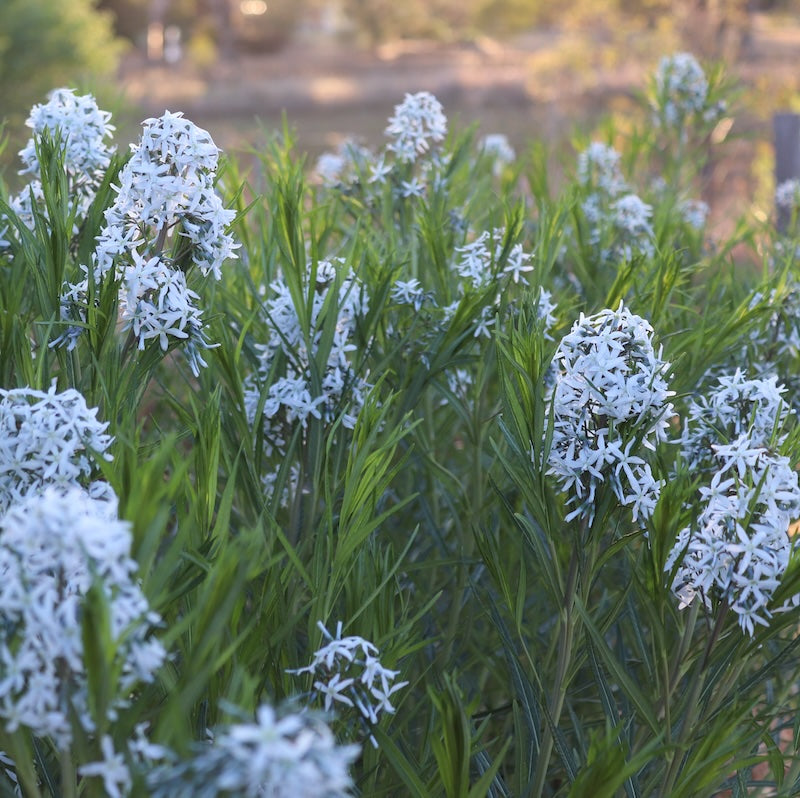 Amsonia hubrichtii (Arkansas Blue Star)