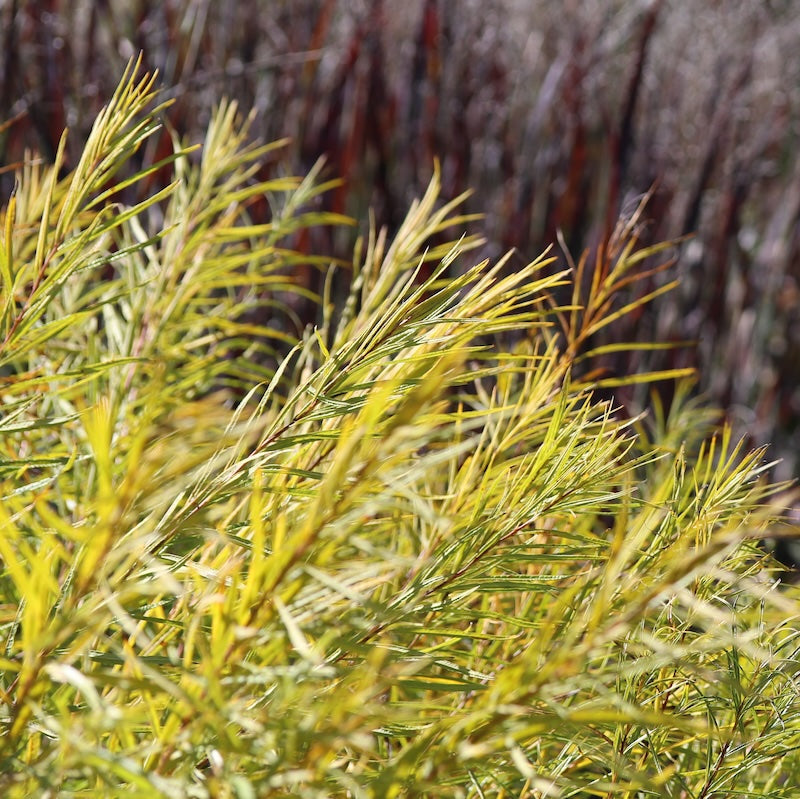 Amsonia hubrichtii (Arkansas Blue Star)