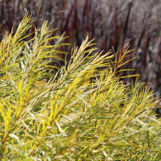 Amsonia hubrichtii (Arkansas Blue Star)