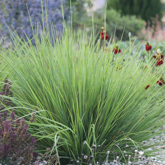 Andropogon scoparius 'Blaze'