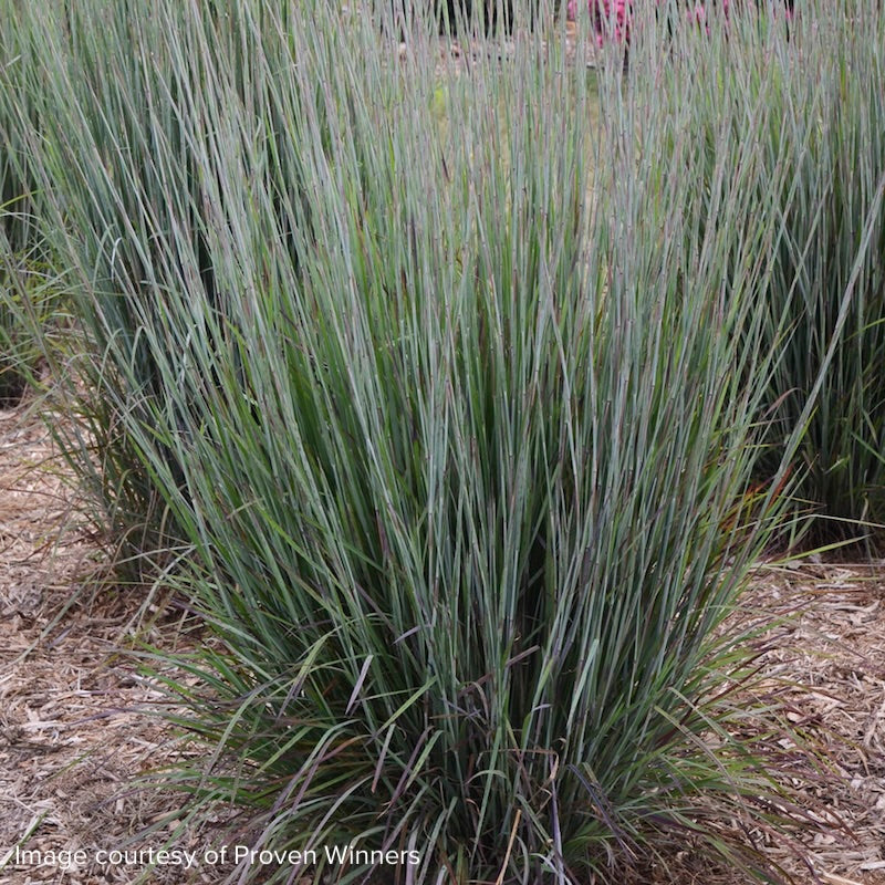 Andropogon (Schizachyrium) scoparius 'Blue Paradise'