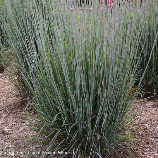 Andropogon (Schizachyrium) scoparius 'Blue Paradise'