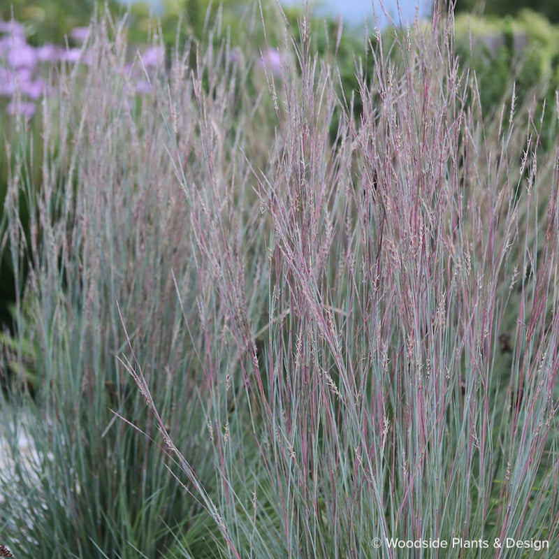 Andropogon scoparius 'Camper'