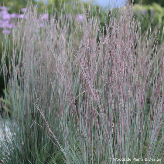 Andropogon scoparius 'Camper'