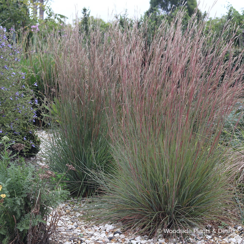 Andropogon scoparius 'Camper'