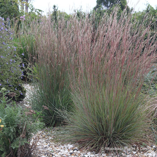 Andropogon scoparius 'Camper'