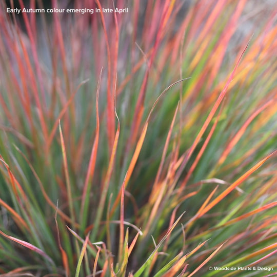 Andropogon scoparius 'Camper'