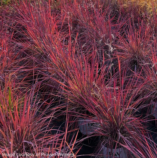 Andropogon (Schizachyrium) scoparius 'Blue Paradise'