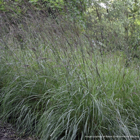 Andropogon gerardii