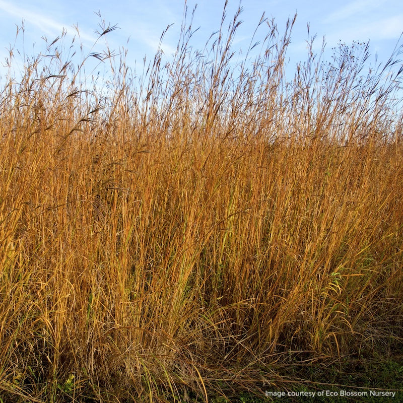 Andropogon gerardii
