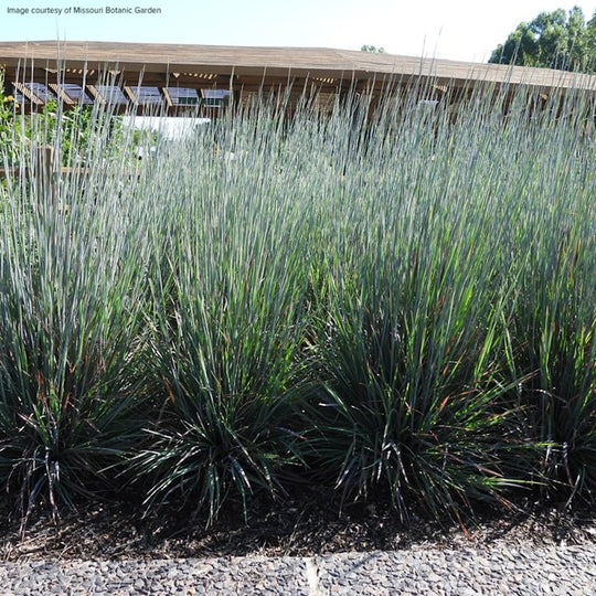 Andropogon  (Schizachyrium) scoparium 'Standing Ovation'