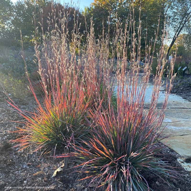 Andropogon  (Schizachyrium) scoparium 'Standing Ovation'