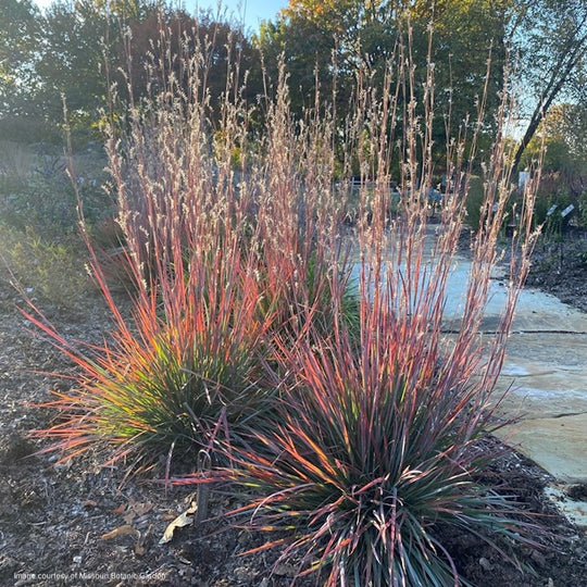 Andropogon  (Schizachyrium) scoparium 'Standing Ovation'