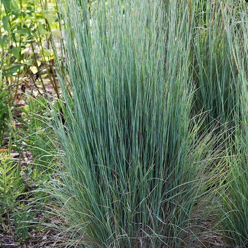 Andropogon scoparius 'Aldous'