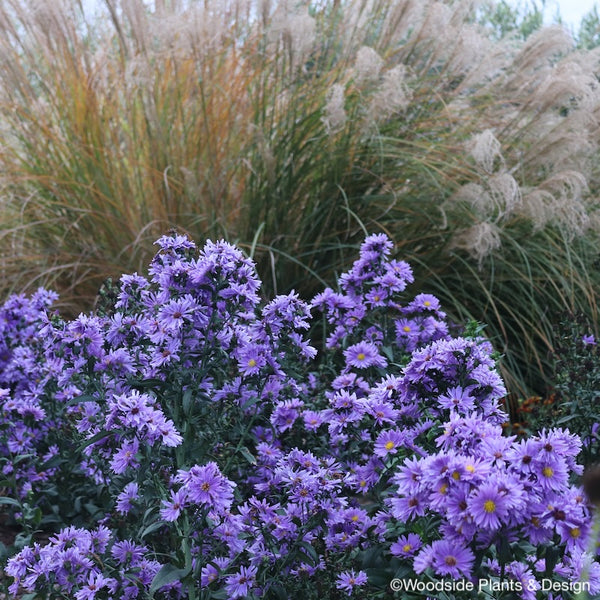 Aster (Symphyotricum) 'Eventide'