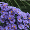 Aster (Symphyotricum) 'Eventide'