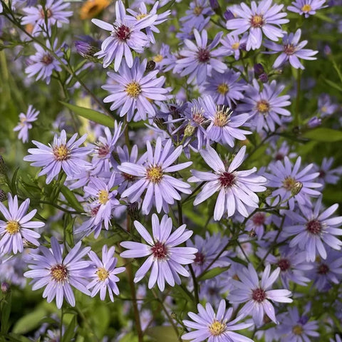 Aster 'Little Carlow'