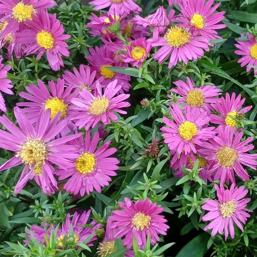 Aster (Symphyotrichum) novi-belgii 'Bahamas'