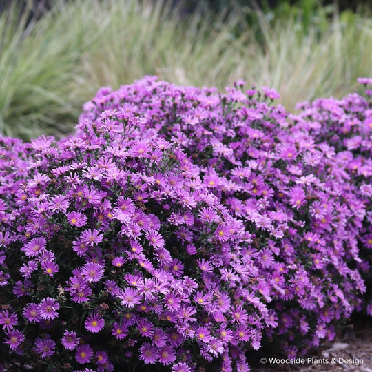 Aster (Symphyotrichum) novi-belgii 'Samoa'
