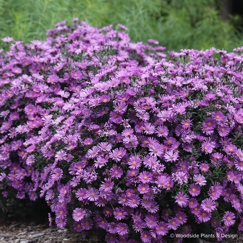 Aster (Symphyotrichum) novi-belgii 'Samoa'