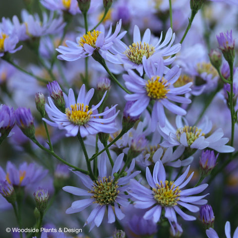 Aster (Symphyotricum) nova-belgii 'Cloudy Blue'