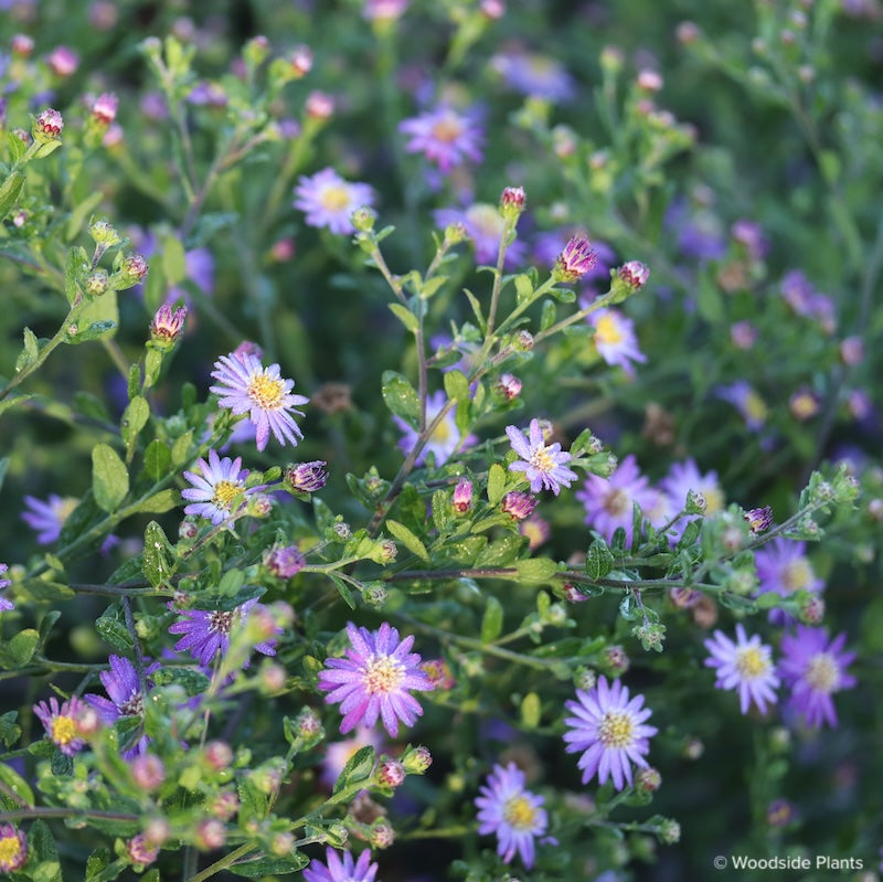 Aster (Symphyotrichum) ageratoides 'Mason Reed'