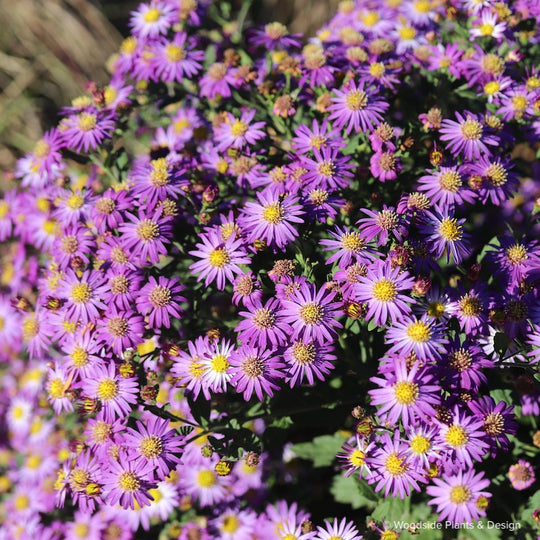 Aster (Symphyotrichum) ageratoides 'Mason Reed'