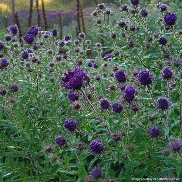 Aster novae-angliae 'Violetta'