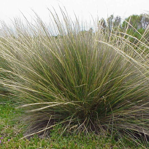 Austrostipa stipoides