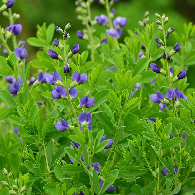 Baptisia australis