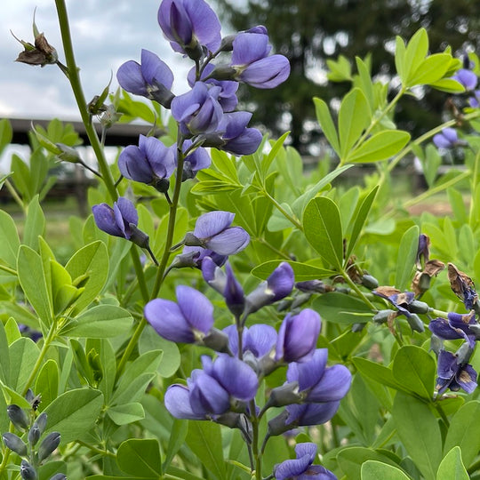 Baptisia australis