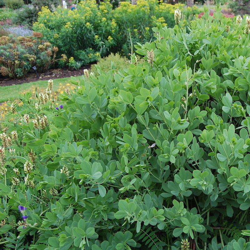 Baptisia australis