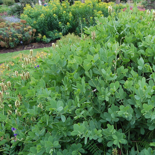 Baptisia australis