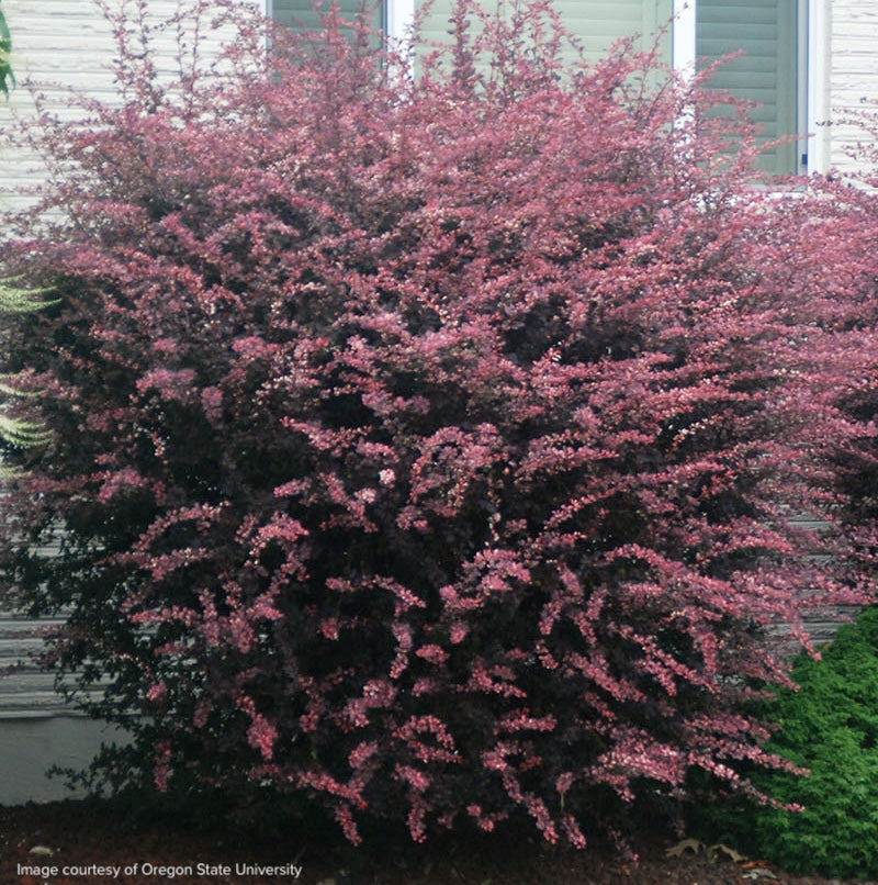 Berberis thunbergii 'Rose Glow'