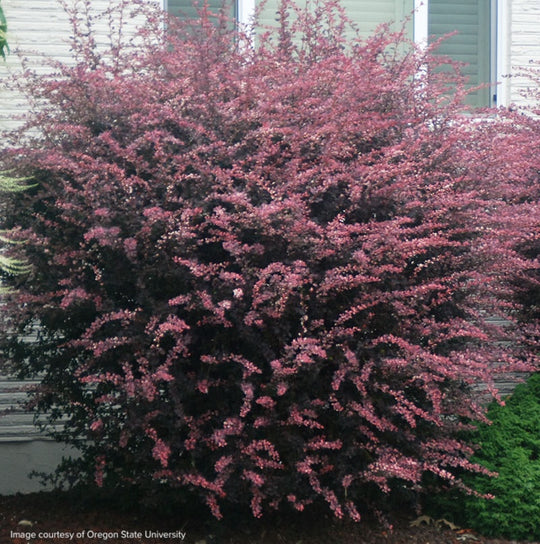 Berberis thunbergii 'Rose Glow'