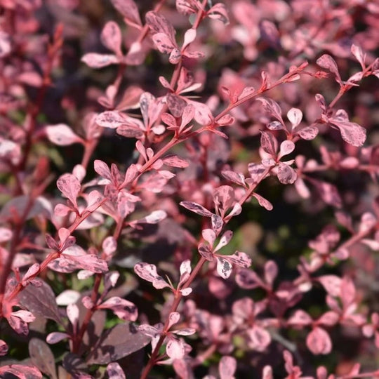 Berberis thunbergii 'Rose Glow'