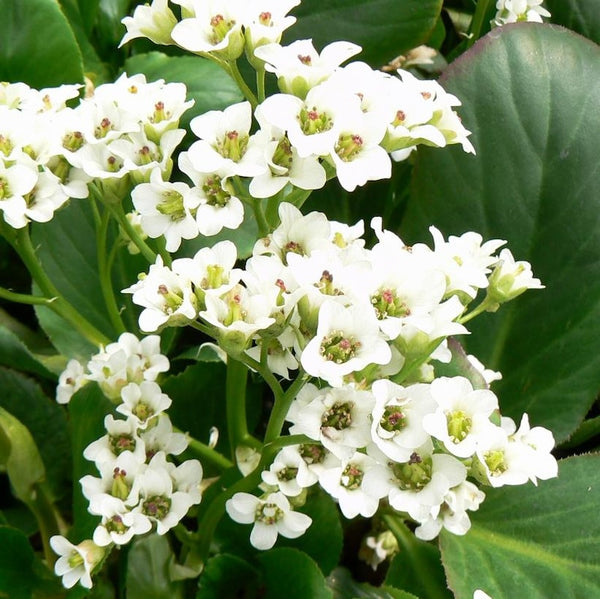 Bergenia stracheyi 'Bressingham White'