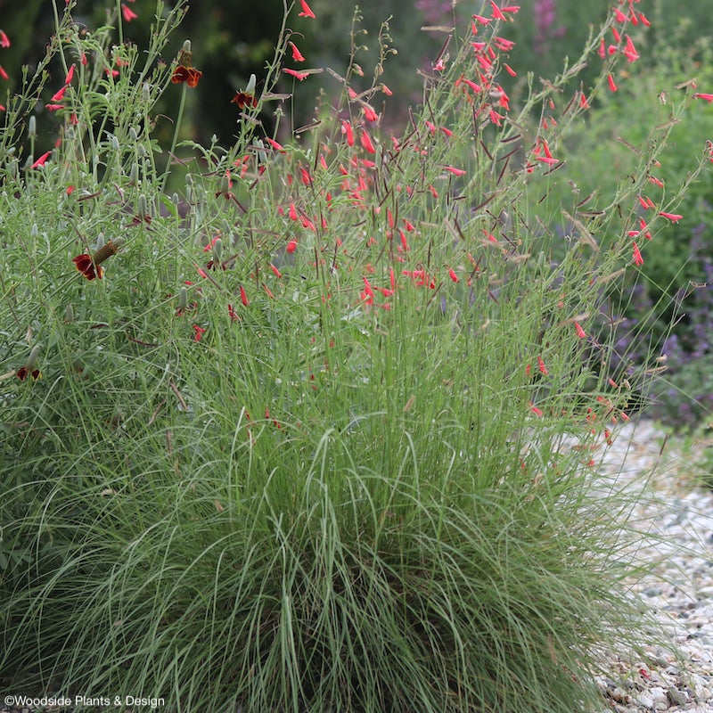 Bouteloua gracilis 'Bad River'