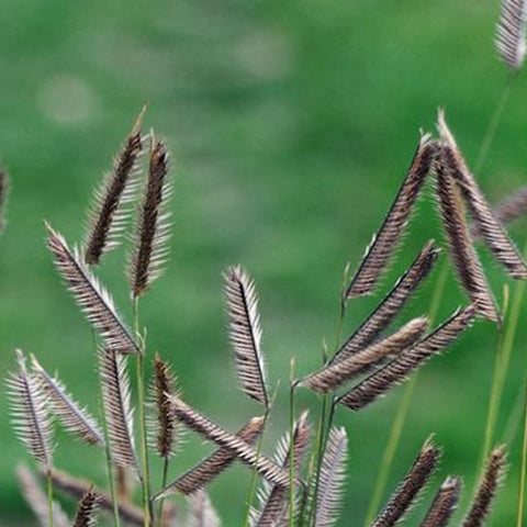 Bouteloua gracilis 'Bad River'