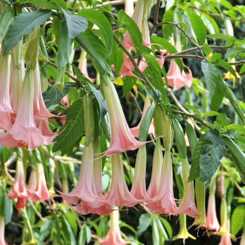 Brugmansia versicolor 'Frilly Pink'