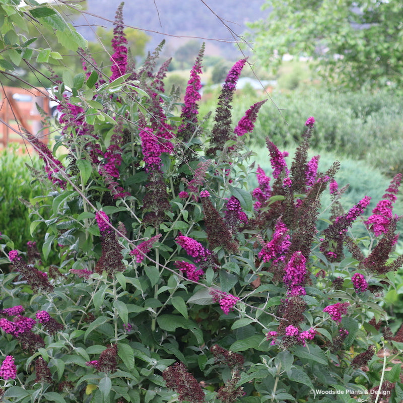 Buddleja CranRazz – Woodside Plants and Design