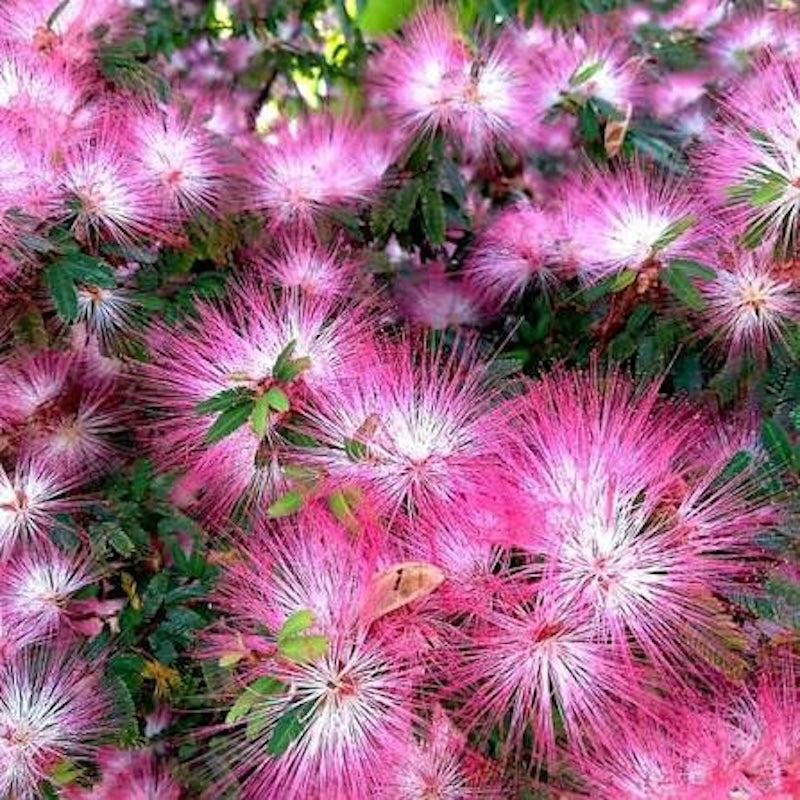 Calliandra brevipes ‘Hula Girl’