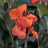 Canna Cannova® Bronze Orange