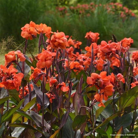 Canna Cannova® Bronze Orange