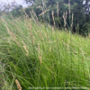 Carex appressa