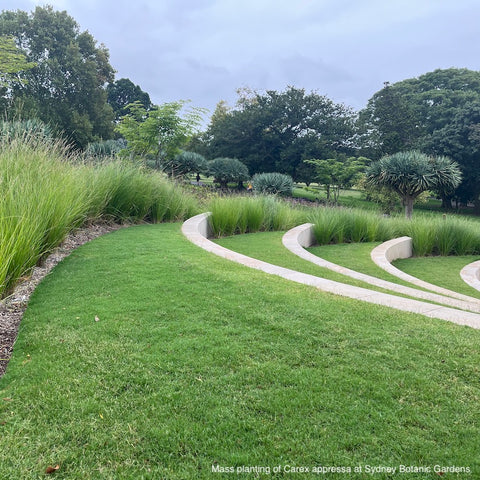 Carex appressa