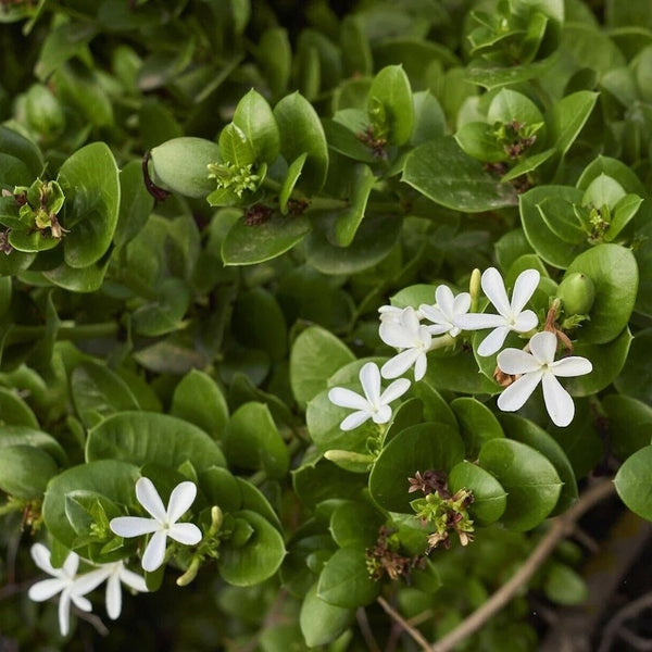 Carissa macrocarpa 'Desert Star'