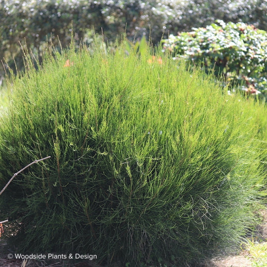 Casuarina 'Green Wave'